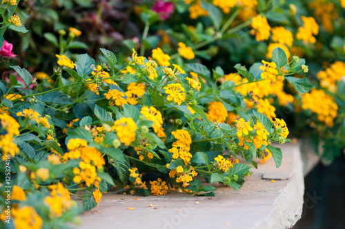Photography Yellow lantana on stone edge