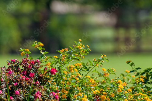 Lantana and rose garden © tammykayphoto