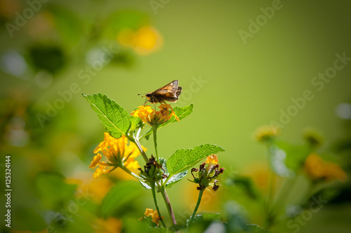 Moth sitting on lantana