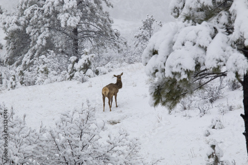 Elk in Deep Snow in the Pike National Forest © swkrullimaging