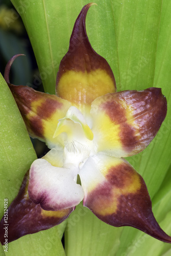 Fototapeta Naklejka Na Ścianę i Meble -  Brown orchid star-shaped