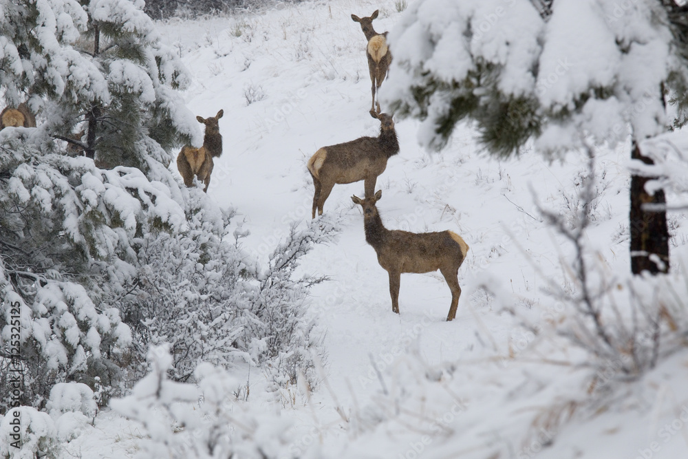 Elk in Deep Snow in the Pike National Forest Elk in Deep Snow in the Pike National Forest