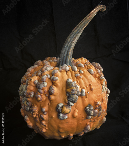 Obraz na plátně Pimply Squash