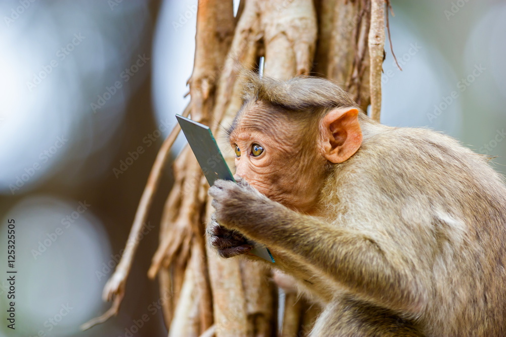 Obraz premium The bonnet macaque is a macaque endemic to southern India. Its distribution is limited by the Indian Ocean on three sides and the Godavari, Tapti Rivers along with a related species of rhesus macaque.