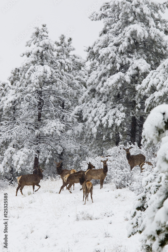 Elk in Deep Snow in the Pike National Forest Elk in Deep Snow in the Pike National Forest
