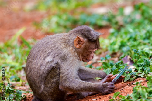 The bonnet macaque is a macaque endemic to southern India. Its distribution is limited by the Indian Ocean on three sides and the Godavari, Tapti Rivers along with a related species of rhesus macaque.