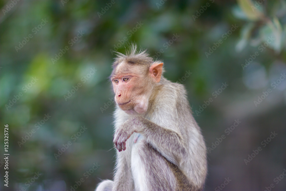 Fototapeta premium The bonnet macaque is a macaque endemic to southern India. Its distribution is limited by the Indian Ocean on three sides and the Godavari, Tapti Rivers along with a related species of rhesus macaque.