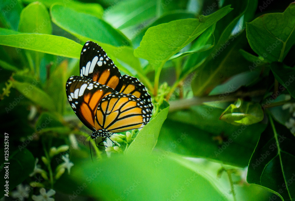 ิButterfly ิButterfly