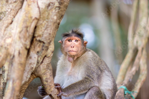The bonnet macaque is a macaque endemic to southern India. Its distribution is limited by the Indian Ocean on three sides and the Godavari, Tapti Rivers along with a related species of rhesus macaque. photo