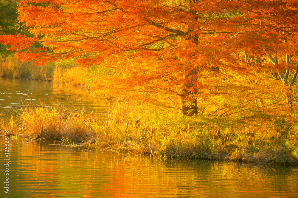兵庫県加西市湖畔の黄葉・紅葉・西陽
