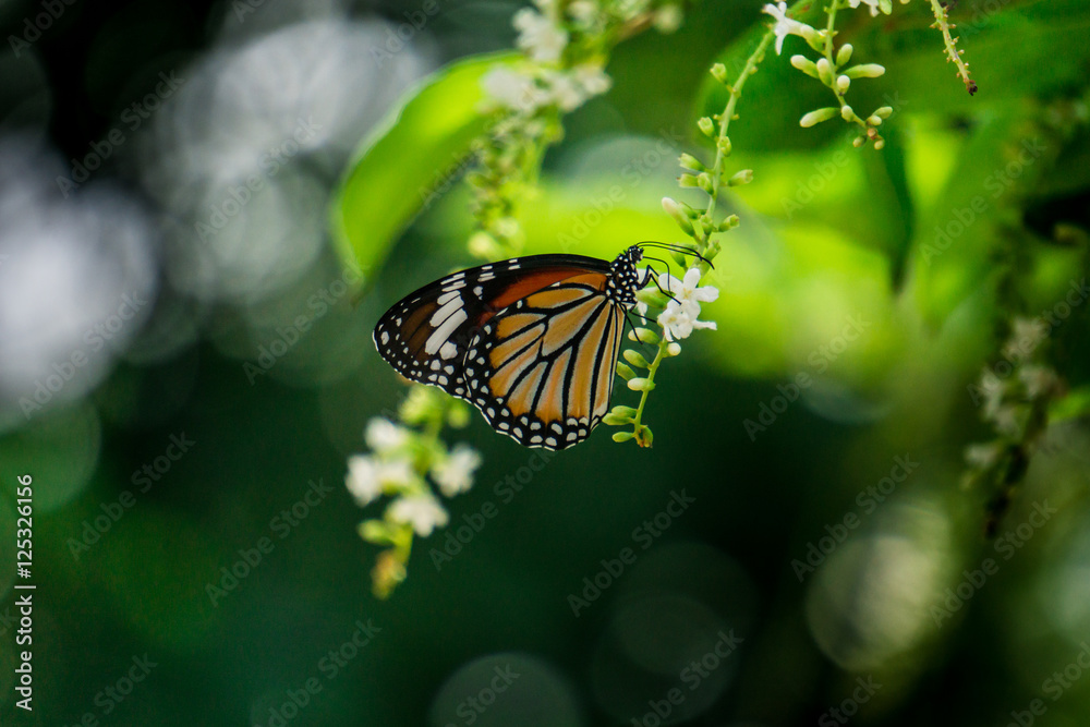 Obraz premium ิButterfly