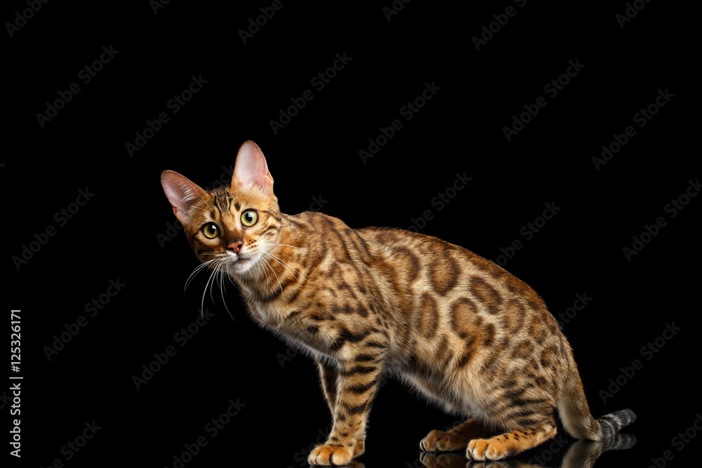 Playful Gold Bengal Cat Sitting and Looking Curious in Camera on isolated Black Background with reflection, Side view