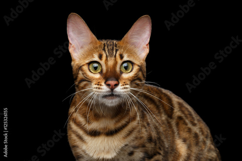 Fototapeta Naklejka Na Ścianę i Meble -  Close-up Gold Bengal Cat Looking in Camera on isolated Black Background with reflection, Front view