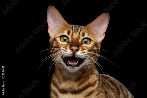 Close-up Gold Bengal Cat Meowing in Camera on isolated Black Background with reflection, Front view
