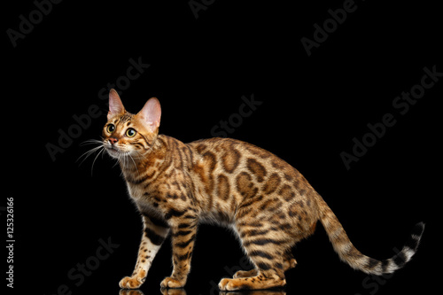 Playful Bengal Cat Standing and Looking up on isolated Black Background with reflection, Side view