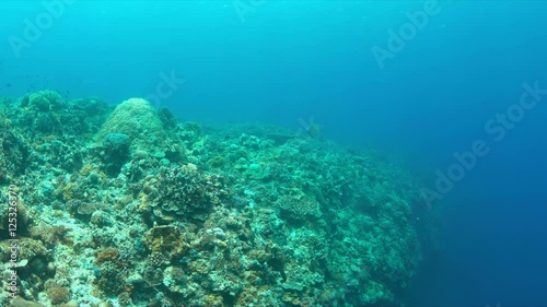 Wallpaper Mural Colorful coral reef with healthy corals and plenty fish. 4k footage Torontodigital.ca