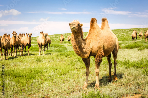 Kamel Herde in der mongolischen Gobi W  ste