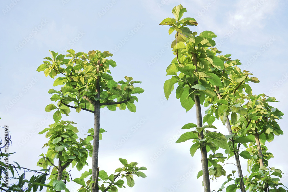 Small Teak tree. Small Teak tree.