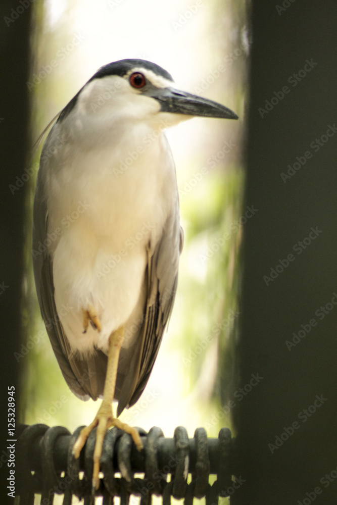Fototapeta premium Night Heron