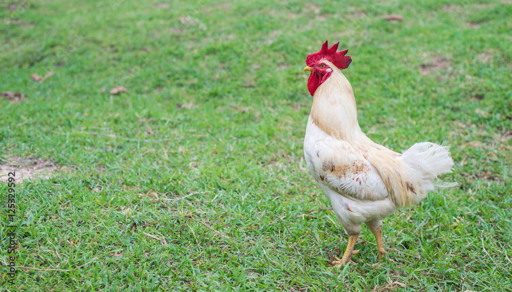 Fototapeta premium White hen walking in nature farm.