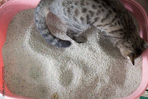 toilet cat Cleaning sand cat  in a litter box