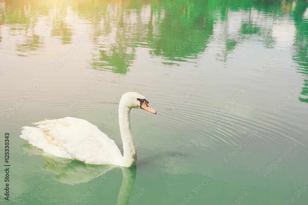 Fototapeta premium Graceful swan floating in the pan, pour the emerald green lake.
