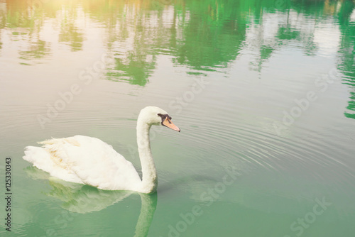 Graceful swan floating in the pan, pour the emerald green lake.