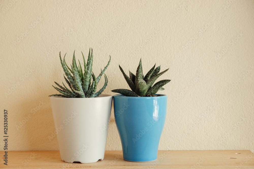 Obraz premium Indoor plant on wooden table