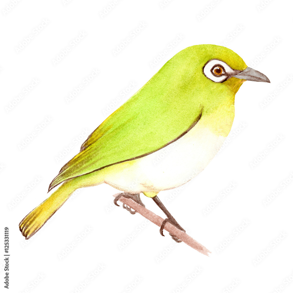 メジロ Stock イラスト Adobe Stock