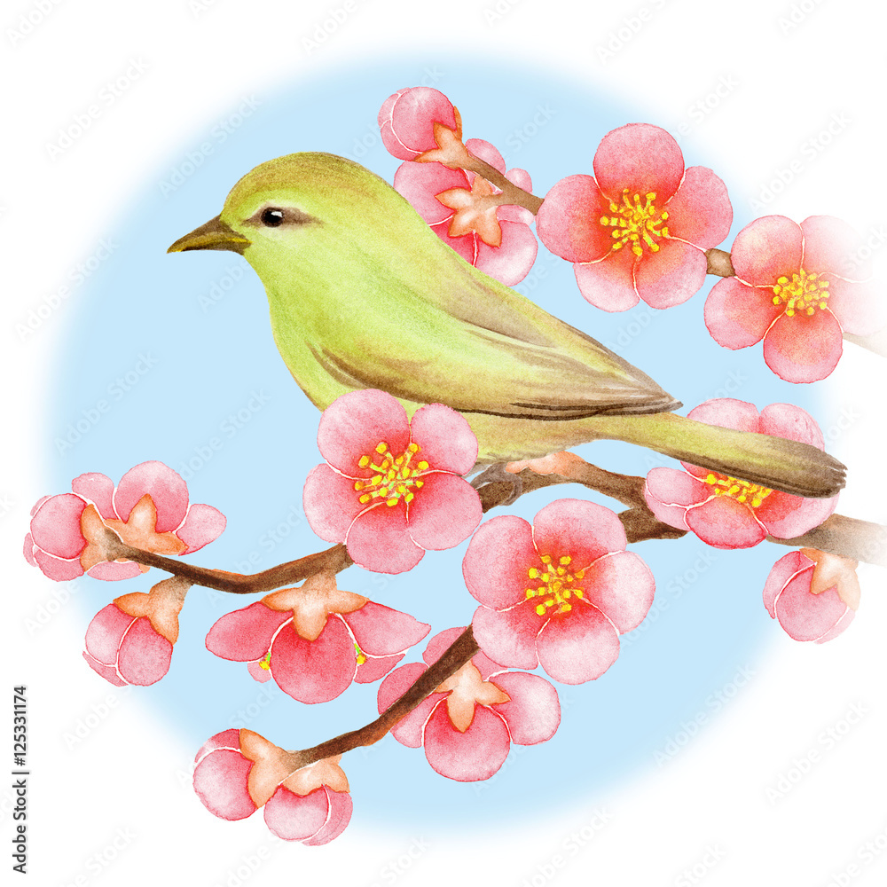 ウグイスと梅の花 Stock イラスト Adobe Stock
