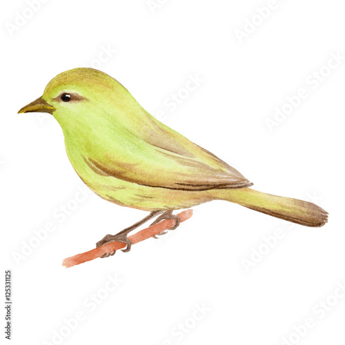 ウグイス Stock イラスト Adobe Stock ウグイス Stock イラスト Adobe Stock