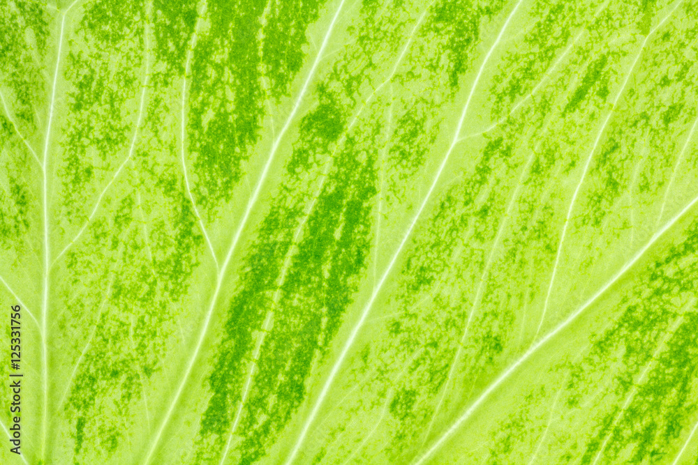 Leaf texture or leaf background for design with copy space for text or image. Leaf texture or leaf background for design with copy space for text or image.