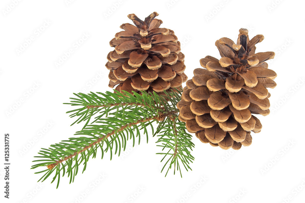 Pine cones with branch on a white background Pine cones with branch on a white background