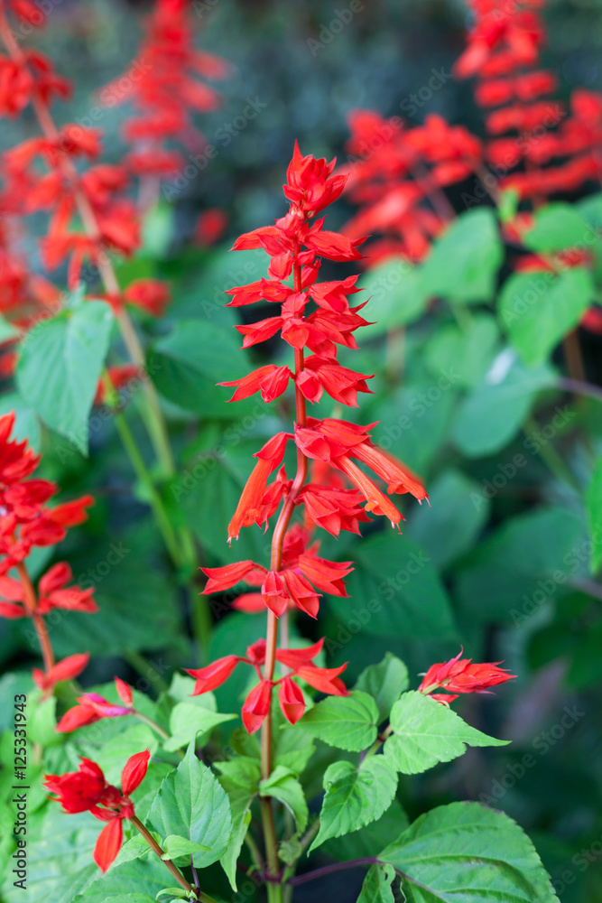 Close-up Red Salvia (Salvia splendens) Close-up Red Salvia (Salvia splendens)