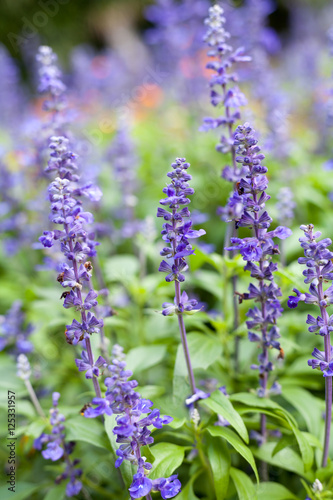 lavender flowers  close-up  selective focus..