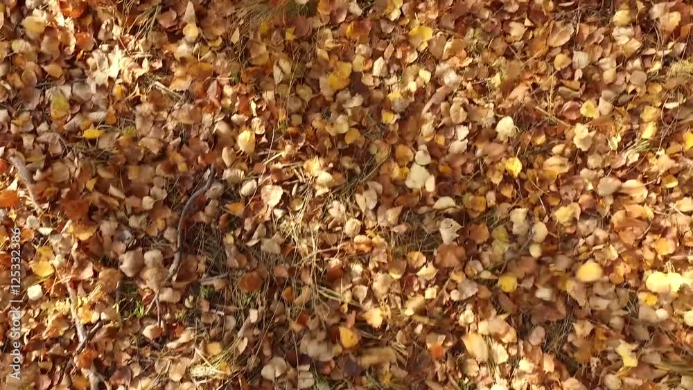 Wind in autumn foliage Wind in autumn foliage