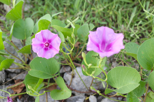 Blooming Ipomoea flower or Beach morning glory.