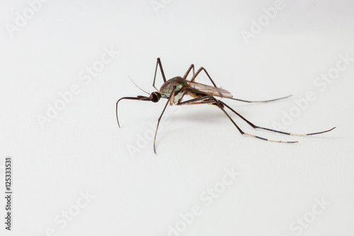 Close up of mosquito on white background