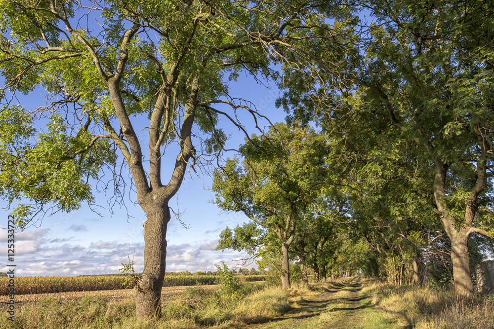 Fototapeta premium Avenue with robinia and acacia trees