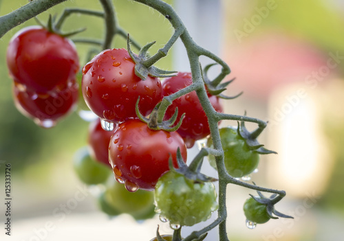 Fresh ripe tomatoes on the shrub