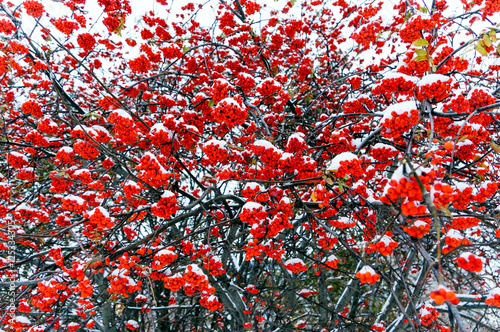 red bunches of Rowan berries in the snow