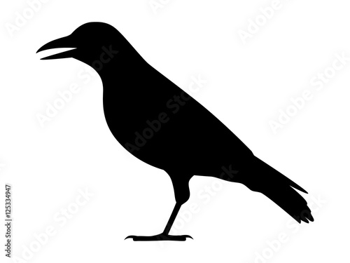 Crow, raven or corvus bird flat icon for apps and websites
