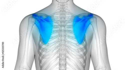 Human Body Bone Joint Pains Anatomy (Scapula)