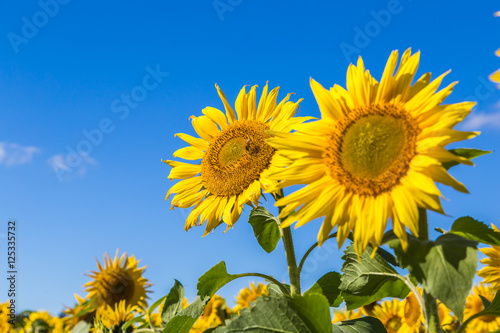 Sunflower and bees