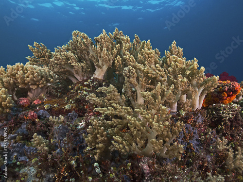 Finger leather coral colony, Fingerlederkorallen Kolonie