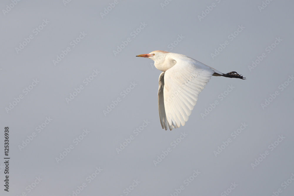 Cattle Egret (Bulbulcus ibis) adult in flight, Morocco. Cattle Egret (Bulbulcus ibis) adult in flight, Morocco.