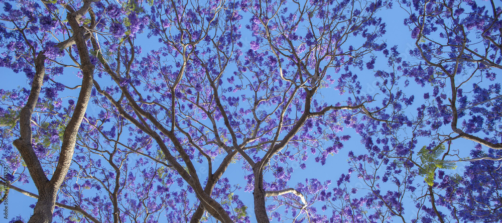 Fototapeta premium Colourful jacaranda tree in bloom in Brisbane, Queensland.
