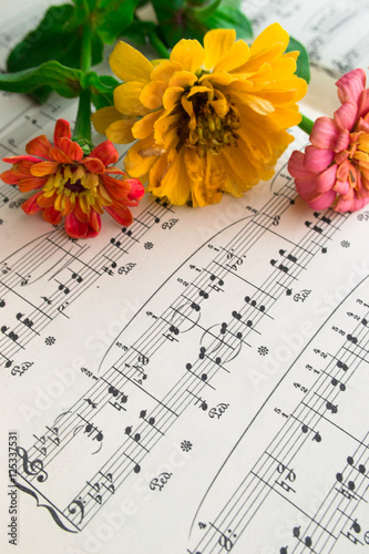  Flowers zinnia on playing notes on music sheet background