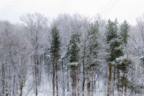 Winter forest in snowfall © lucky-photo