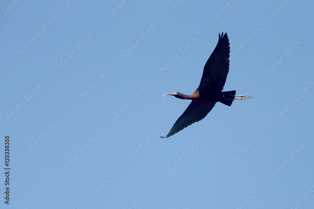 Obraz premium Glossy Ibis (Plegadis falcinellus) in flight, Andalucia, Spain.